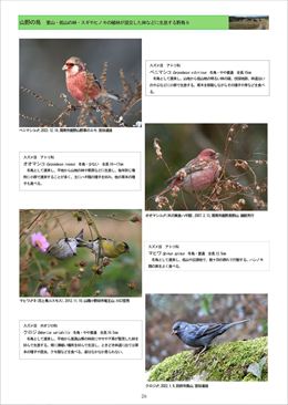 野鳥写真図鑑例